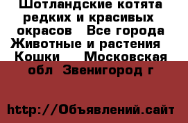 Шотландские котята редких и красивых  окрасов - Все города Животные и растения » Кошки   . Московская обл.,Звенигород г.